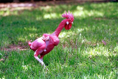 Featherless Chicken