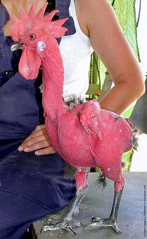 Featherless Chicken