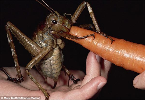 World's Largest & Heaviest Insect