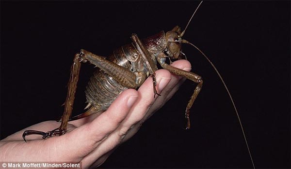 World's Largest & Heaviest Insect