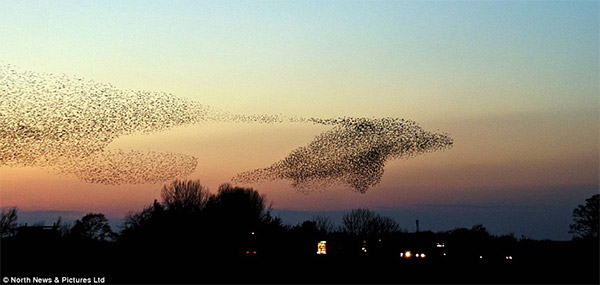 Amazing Starling Formation