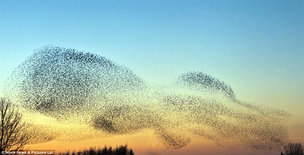 Amazing Starling Formation