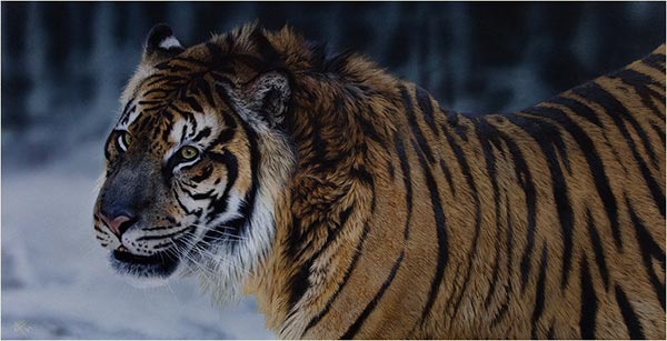 Realistic Wildlife Painting