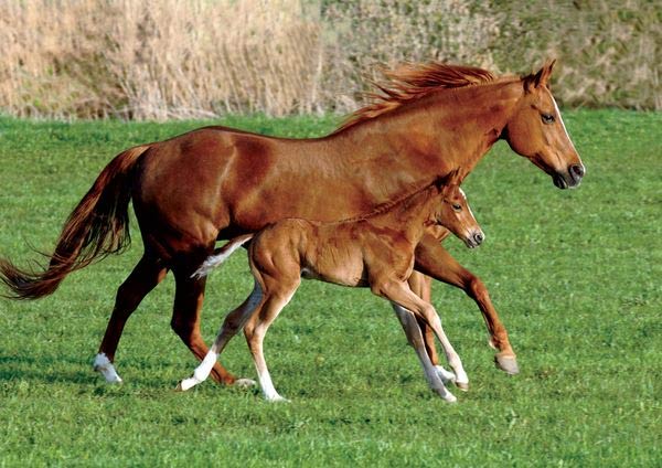 Animals Mother's Love Photo