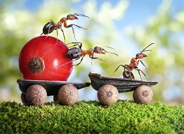 Macro Photography of Ants