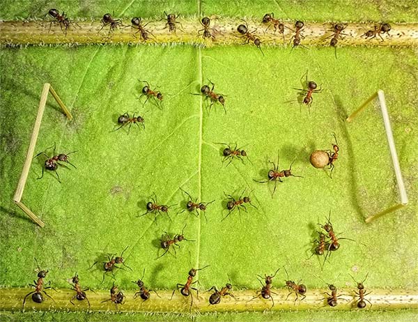 Macro Photography of Ants