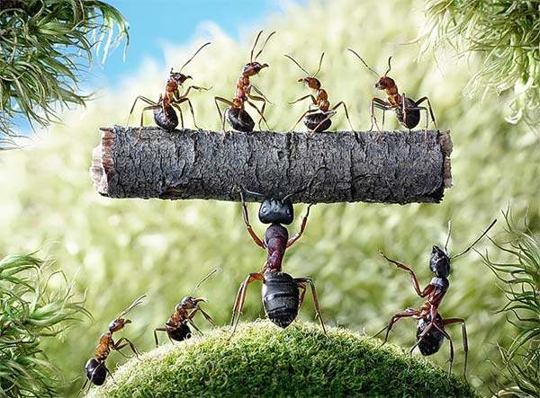 Macro Photography of Ants