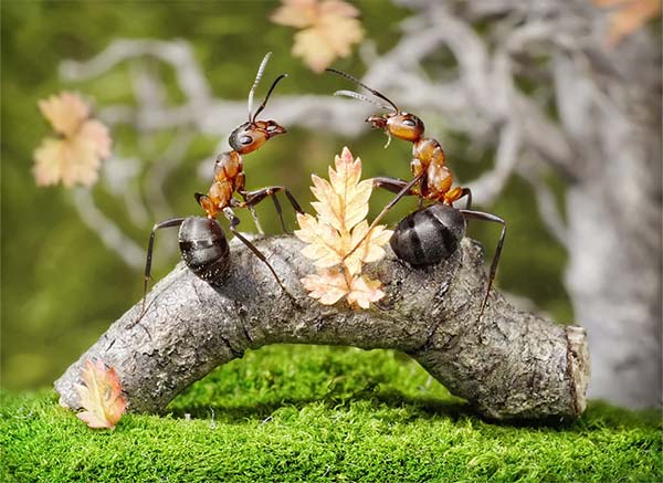 Macro Photography of Ants