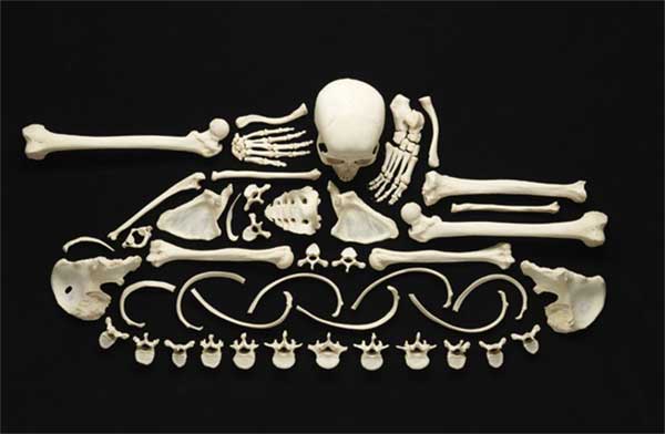 Art made with human bones