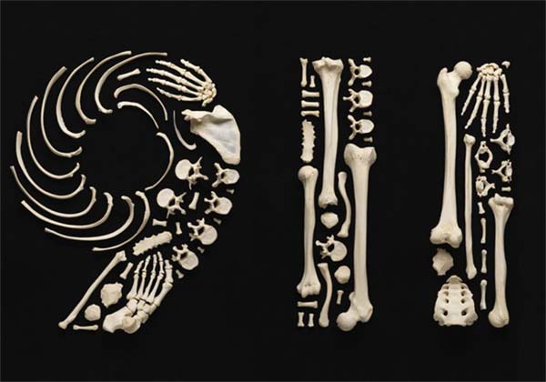 Art made with human bones