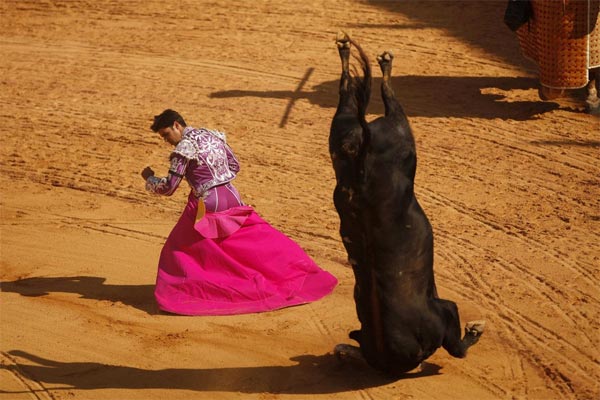 Bull's Horns Stuck in Sand