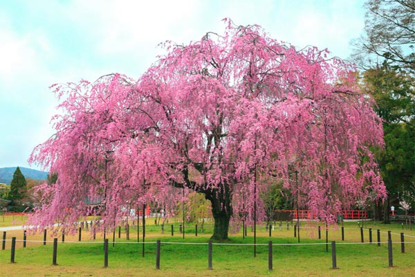 10,000 Cherry Blossom Tree