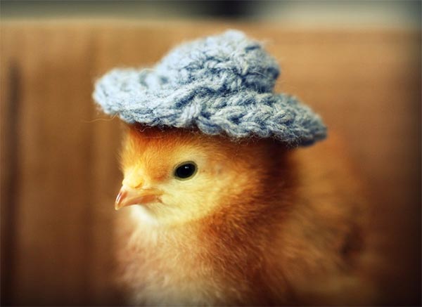 Chicks in Hats