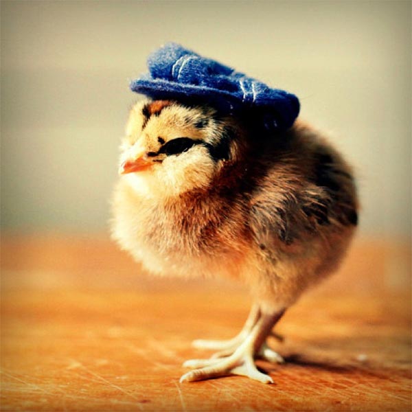 Chicks in Hats