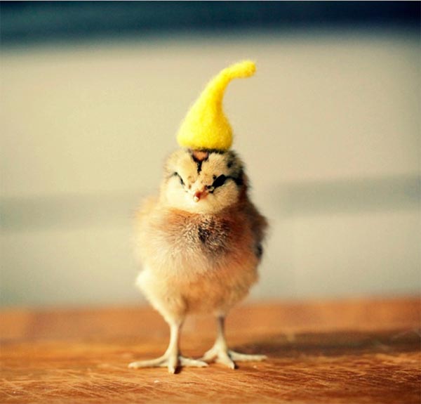 Cutest Baby Chicks in Hats by Julie Persons