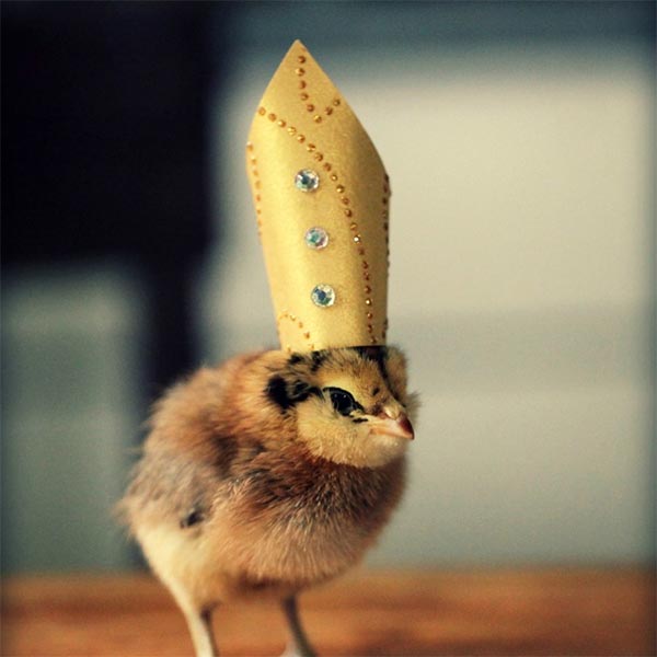 Adorable Baby Chicks Wearing Funny Little Hats