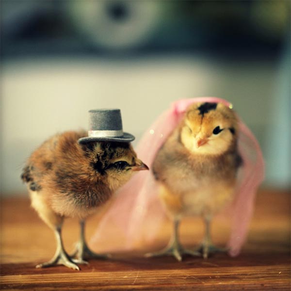 Chicks in Hats