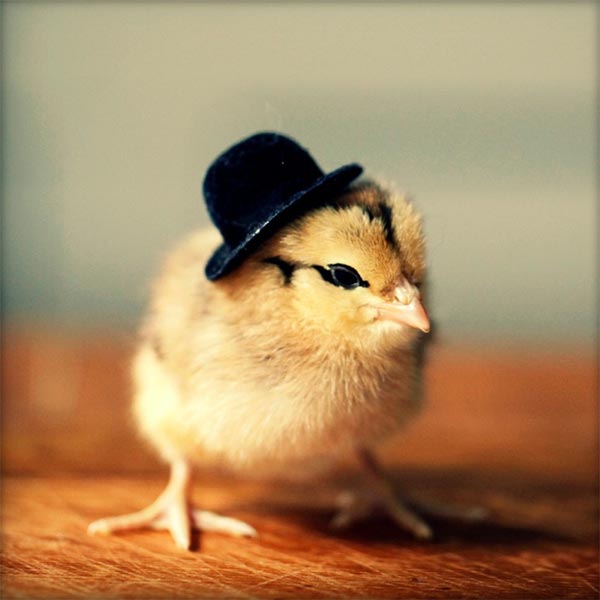 Cute Baby Chicks Wearing Funny Little Hats