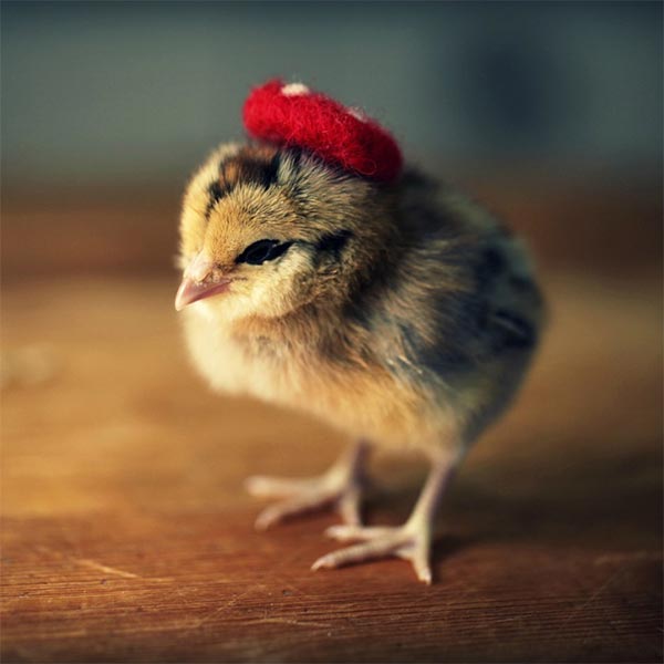 Chicks in Hats