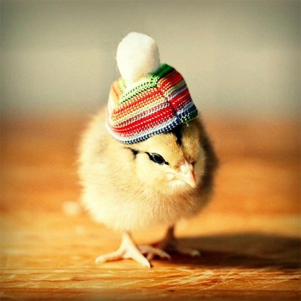 Chicks in Hats