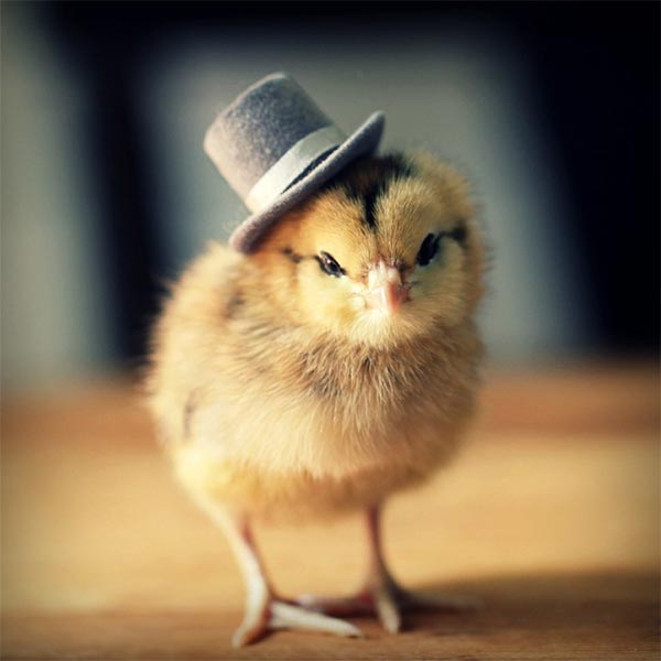 Chicks in Hats