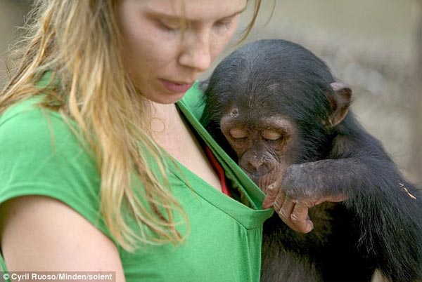 Curious Chimpanzee Peeks Down His Keeper’s T-shirt