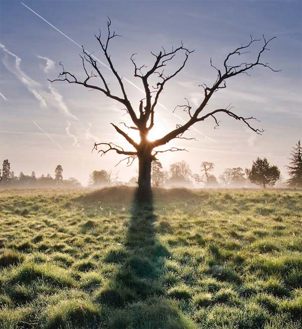 Dead Tree Photography