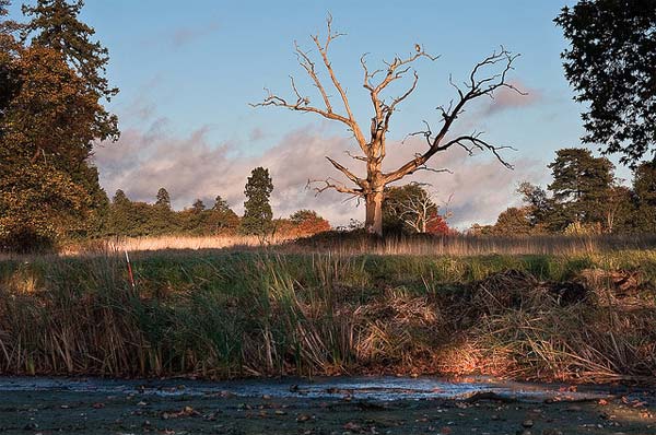 Dead Tree Photography