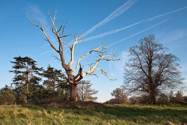 Dead Tree Photography