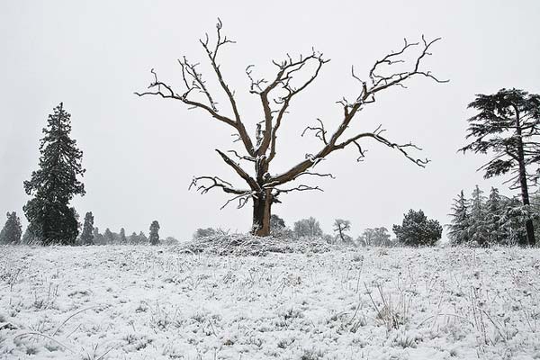 Dead Tree Photography