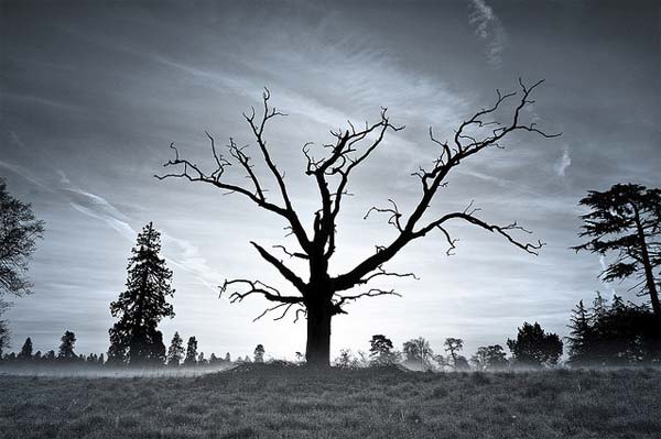 Dead Tree Photography