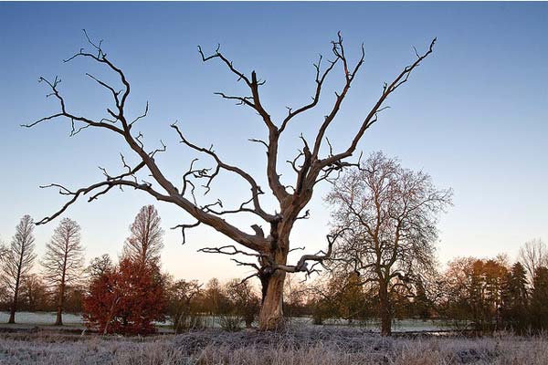 Dead Tree Photography