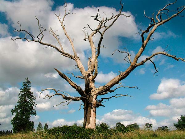 Dead Tree Photography