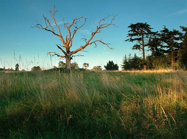 Dead Tree Photography