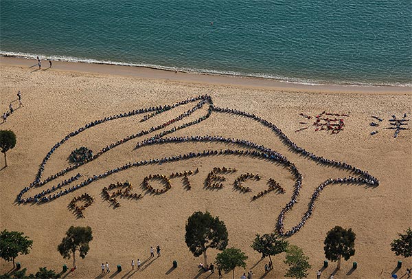 Chinese White Dolphin Shape Formed by 800 Students