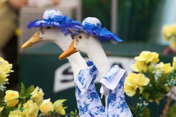 Pied Piper Duck Fashion Show in Australia