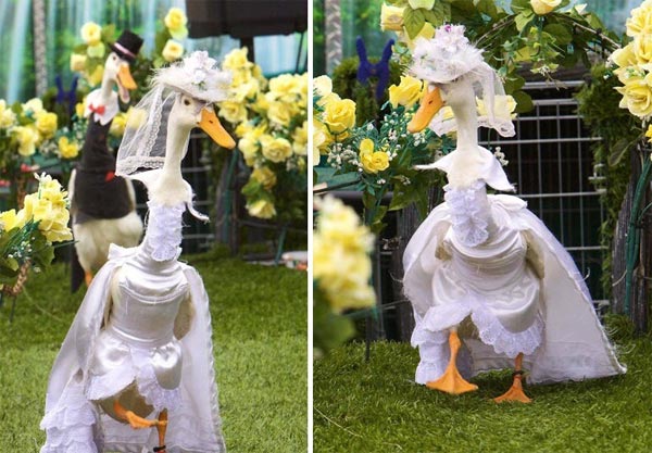 Pied Piper Duck Fashion Show in Australia