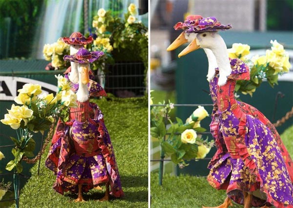 Pied Piper Duck Fashion Show in Australia