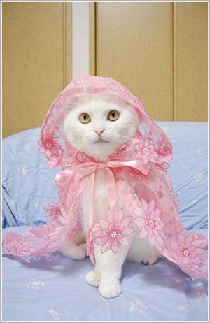 Cute Fashion Cats