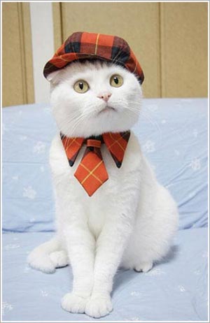 Fashion Cats Fashion Cats