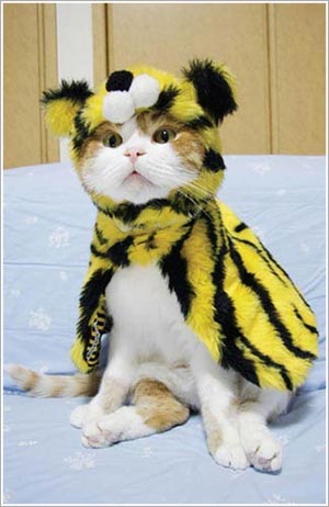 Cute Fashion Cats Fashion Cats