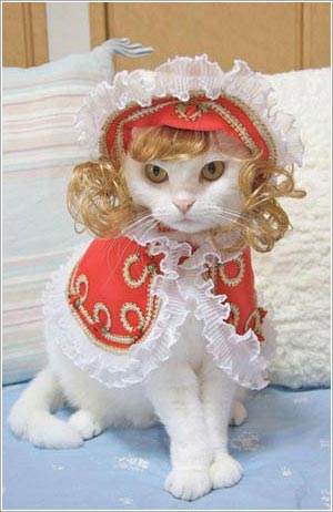Cute Fashion Cats Wearing Cute Fashion Outfits