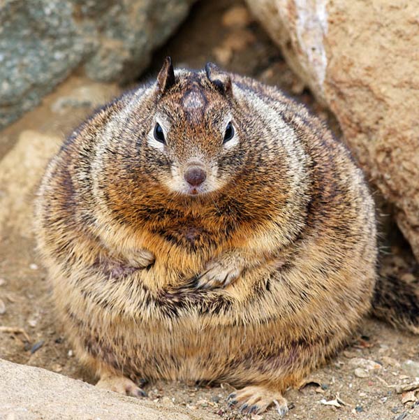 World's Fattest Squirrel