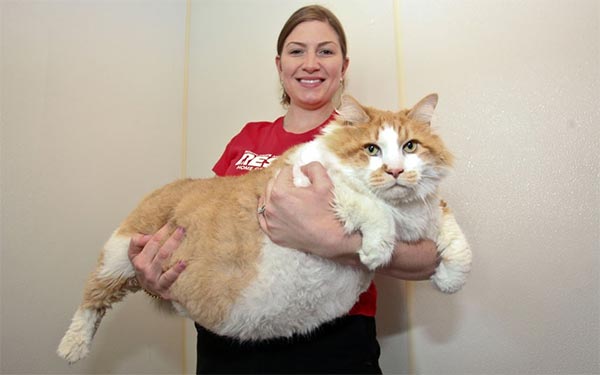 World's Fattest Cat