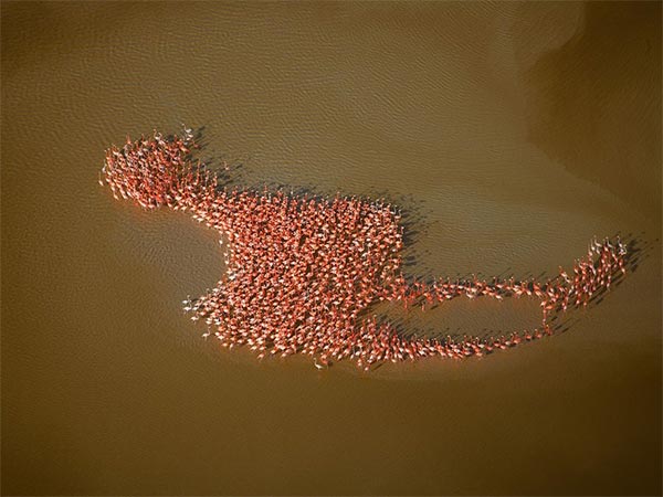Flamingos Form Giant Bird Shape