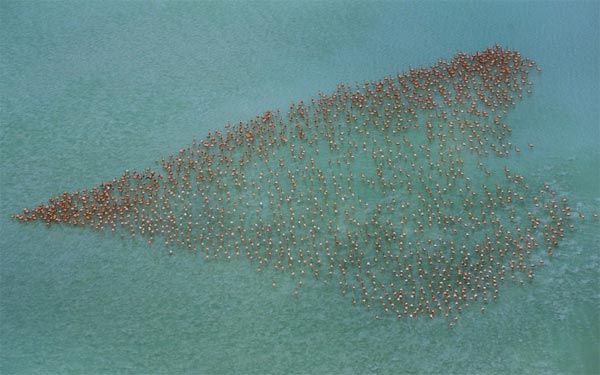 Flamingos Forming A Giant Heart Shape