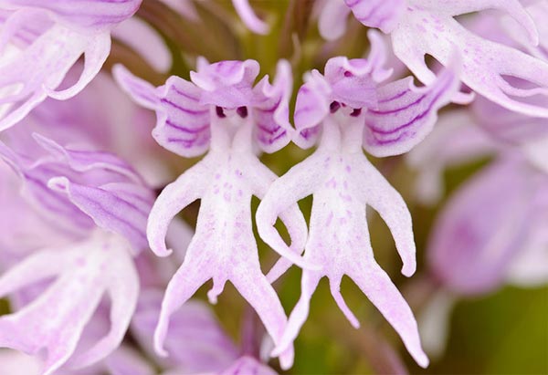 Orchid Flowers Human-Shaped Couple