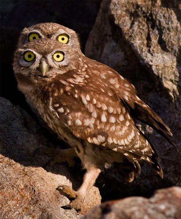 Four-Eyed Owl