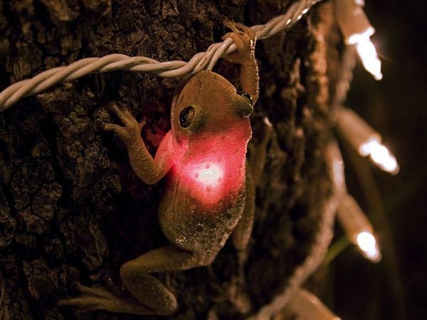 Frog Eats Christmas Light