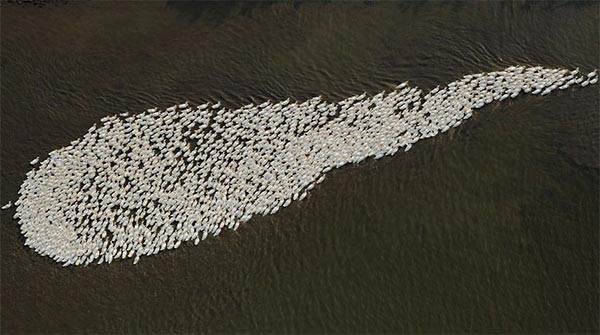 Flock of Gees Forming A Giant Sperm Shape